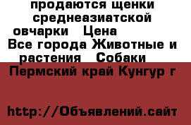 продаются щенки среднеазиатской овчарки › Цена ­ 30 000 - Все города Животные и растения » Собаки   . Пермский край,Кунгур г.